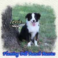 Tevis, a male Toy Australian Shepherd for sale in Forestburg, TX – 3 of 5
