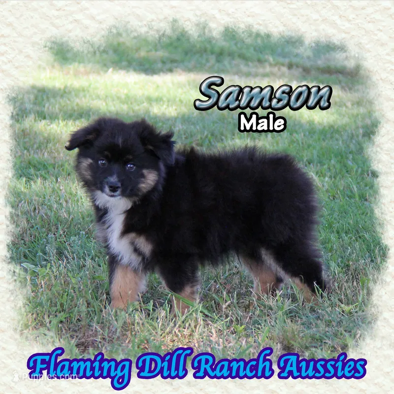 Samson – Miniature Australian Shepherd puppy for sale in Forestburg, TX