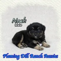 Noah, a male Miniature Australian Shepherd for sale in Forestburg, TX – 3 of 5