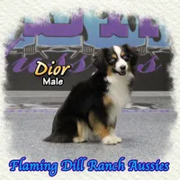 Dior, a male Toy Australian Shepherd for sale in Forestburg, TX – Photo 3 of 5