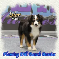 Dior, a male Toy Australian Shepherd for sale in Forestburg, TX – Photo 1 of 5