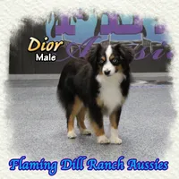 Dior, a male Toy Australian Shepherd for sale in Forestburg, TX – Photo 4 of 5
