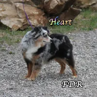 Heart, a female Toy Australian Shepherd for sale in Forestburg, TX – Photo 4 of 6