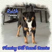 Ruth, a female Miniature Australian Shepherd for sale in Forestburg, TX – 2 of 5