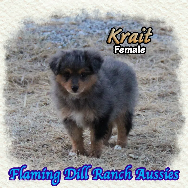 Krait – Toy Australian Shepherd puppy for sale in Forestburg, TX