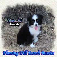Temaki, a female Toy Australian Shepherd for sale in Forestburg, TX – 3 of 5