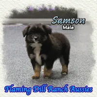 Samson, a male Miniature Australian Shepherd for sale in Forestburg, TX – 2 of 5