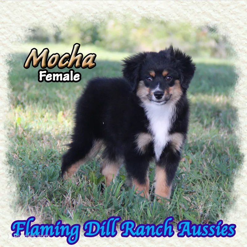 Mocha – Toy Australian Shepherd puppy for sale in Forestburg, TX