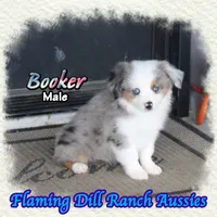 Booker, a male Toy Australian Shepherd for sale in Forestburg, TX – 3 of 5