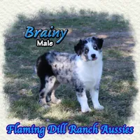 Brainy, a male Miniature Australian Shepherd for sale in Forestburg, TX – Photo 1 of 5