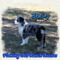 Brainy, a male Miniature Australian Shepherd for sale in Forestburg, TX – Photo 2 of 5