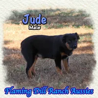 Jude, a male Miniature Australian Shepherd for sale in Forestburg, TX – 2 of 5