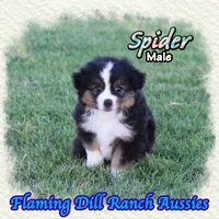 Spider, a male Toy Australian Shepherd for sale in Forestburg, TX – 3 of 5