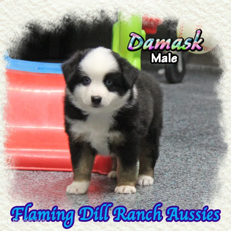 Damask – Miniature Australian Shepherd puppy for sale in Forestburg, TX