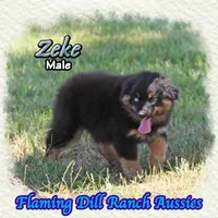 Zeke, a male Miniature Australian Shepherd for sale in Forestburg, TX – 1 of 5