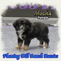 Mocha, a female Toy Australian Shepherd for sale in Forestburg, TX – 2 of 5