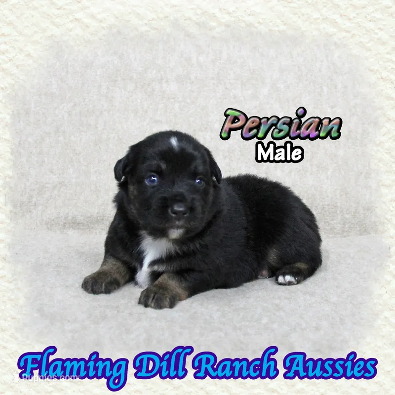 Persian – Miniature Australian Shepherd puppy for sale in Forestburg, TX