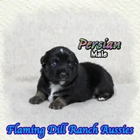 Persian, a male Miniature Australian Shepherd for sale in Forestburg, TX – 1 of 5