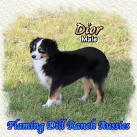 Dior, a male Toy Australian Shepherd for sale in Forestburg, TX – 4 of 5