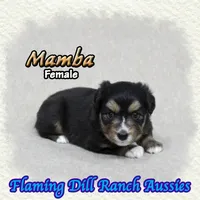 Mamba, a female Toy Australian Shepherd for sale in Forestburg, TX – 3 of 5