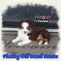 Hooper, a female Toy Australian Shepherd for sale in Forestburg, TX – 4 of 5