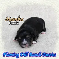 Mamba, a female Toy Australian Shepherd for sale in Forestburg, TX – 4 of 5