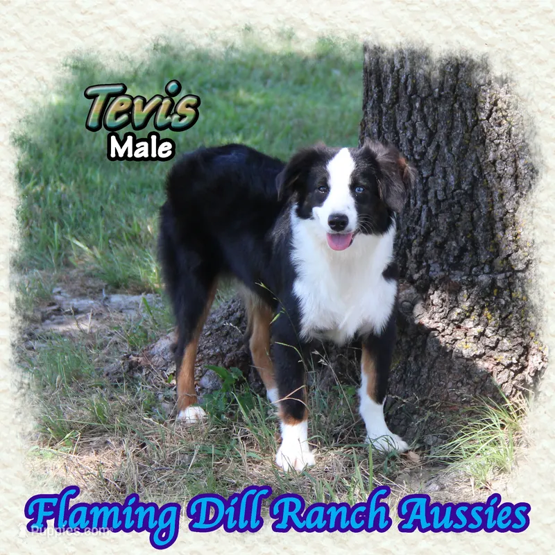 Tevis – Toy Australian Shepherd puppy for sale in Forestburg, TX
