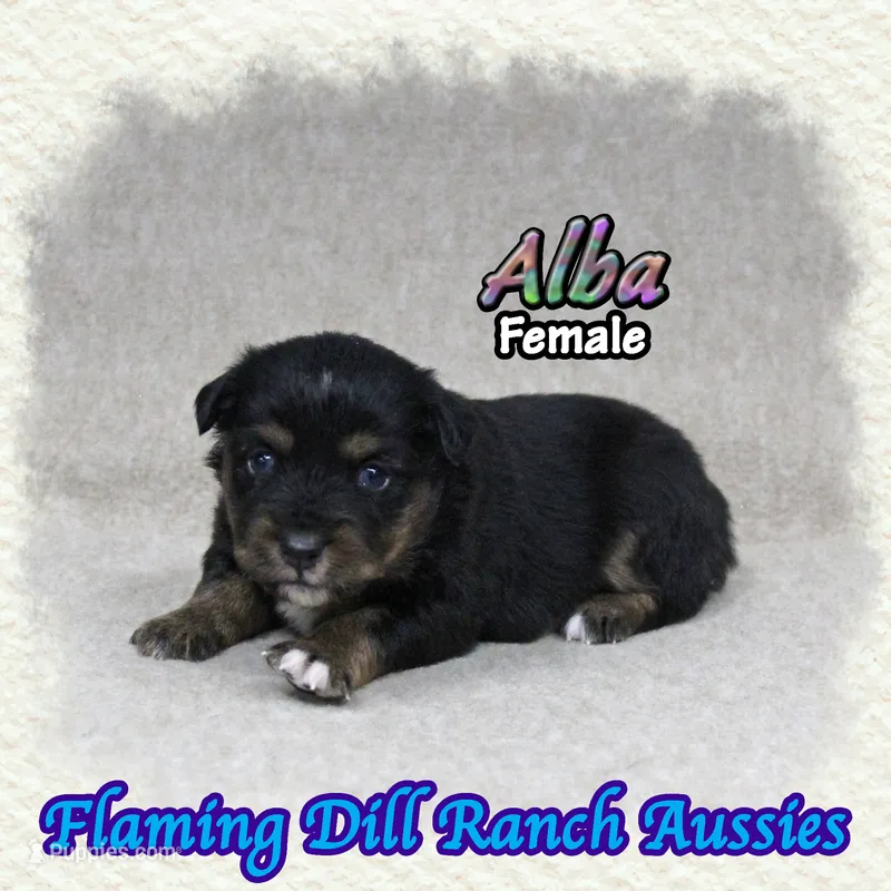 Alba – Miniature Australian Shepherd puppy for sale in Forestburg, TX