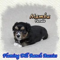 Mamba, a female Toy Australian Shepherd for sale in Forestburg, TX – 4 of 5