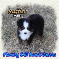 Rattler, a male Toy Australian Shepherd for sale in Forestburg, TX – 2 of 5