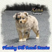 Kona, a female Toy Australian Shepherd for sale in Forestburg, TX – 2 of 5