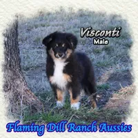 Visconti, a male Toy Australian Shepherd for sale in Forestburg, TX – Photo 1 of 5
