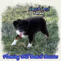 Sashimi, a female Toy Australian Shepherd for sale in Forestburg, TX – 2 of 5