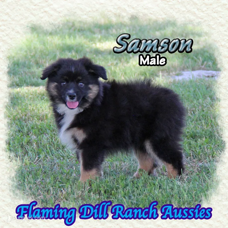 Samson – Miniature Australian Shepherd puppy for sale in Forestburg, TX
