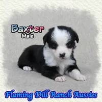 Baxter, a male Toy Australian Shepherd for sale in Forestburg, TX – 1 of 5