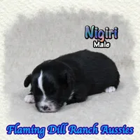 Nigiri, a male Toy Australian Shepherd for sale in Forestburg, TX – 4 of 5