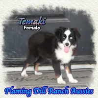 Temaki, a female Toy Australian Shepherd for sale in Forestburg, TX – 2 of 5