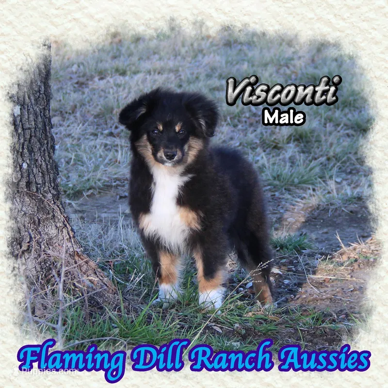 Visconti – Toy Australian Shepherd puppy for sale in Forestburg, TX