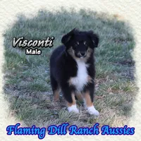 Visconti, a male Toy Australian Shepherd for sale in Forestburg, TX – Photo 2 of 5
