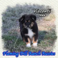 Visconti, a male Toy Australian Shepherd for sale in Forestburg, TX – Photo 4 of 5