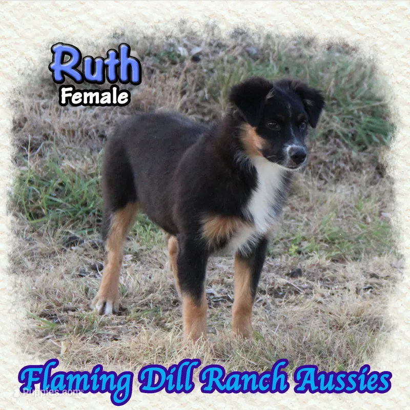 Ruth – Miniature Australian Shepherd puppy for sale in Forestburg, TX