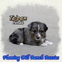 Taipan, a female Toy Australian Shepherd for sale in Forestburg, TX – 1 of 5