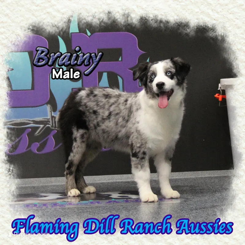 Brainy – Miniature Australian Shepherd puppy for sale in Forestburg, TX