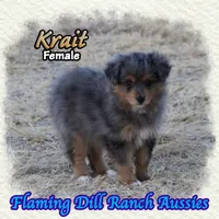 Krait, a female Toy Australian Shepherd for sale in Forestburg, TX – 2 of 5
