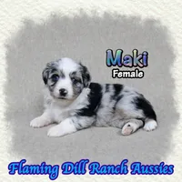 Maki, a female Toy Australian Shepherd for sale in Forestburg, TX – 2 of 5