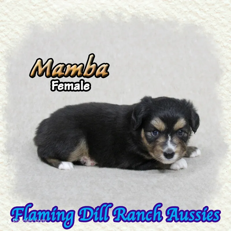 Mamba – Toy Australian Shepherd puppy for sale in Forestburg, TX