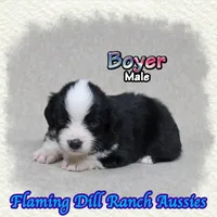 Boyer, a male Toy Australian Shepherd for sale in Forestburg, TX – 2 of 5