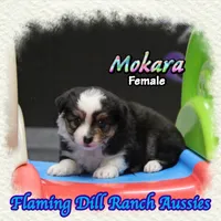 Mokara, a female Toy Australian Shepherd for sale in Forestburg, TX – 4 of 5
