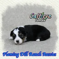 Cattleya, a female Toy Australian Shepherd for sale in Forestburg, TX – 2 of 5