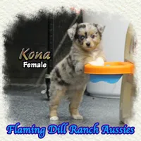 Kona, a female Toy Australian Shepherd for sale in Forestburg, TX – 3 of 5